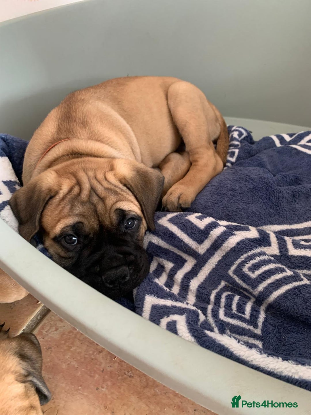 Bullmastiff dogs for sale: K.c registered Bullmastiff puppies  - Image 30