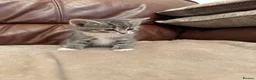Mixed Breed cats for sale: Beautiful kittens  - Advert 8