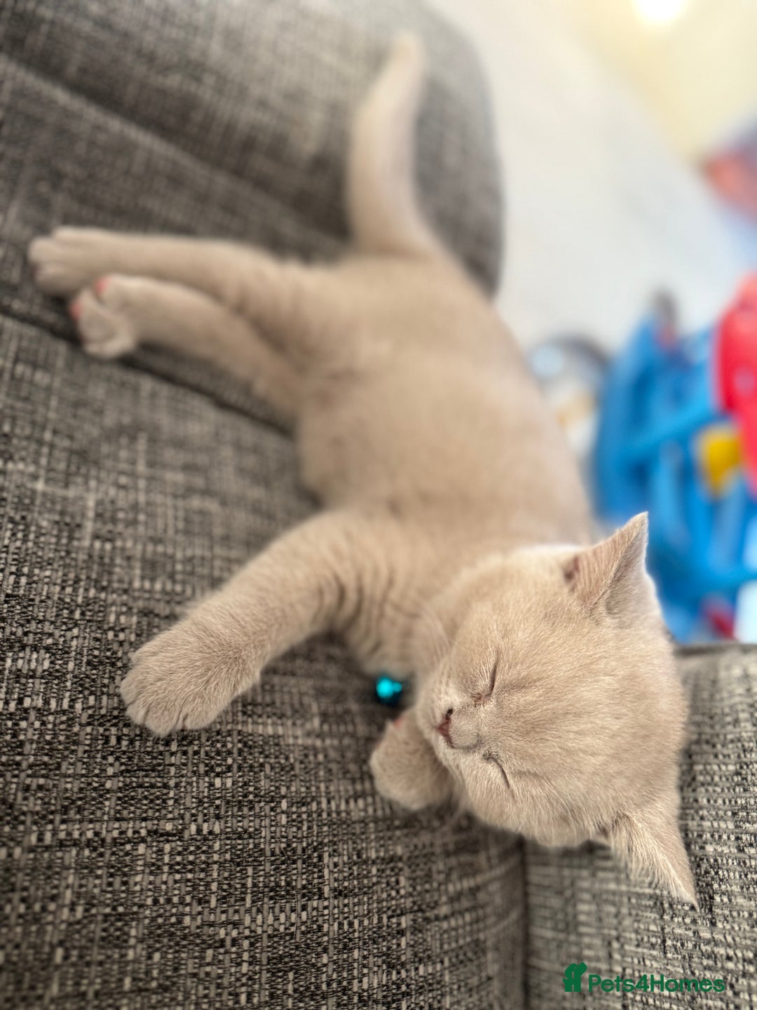 British Shorthair cats for sale: 🐾Beautiful Pedigree Kittens 🐾 READY NOW!!  in Cradley Heath - Image 12