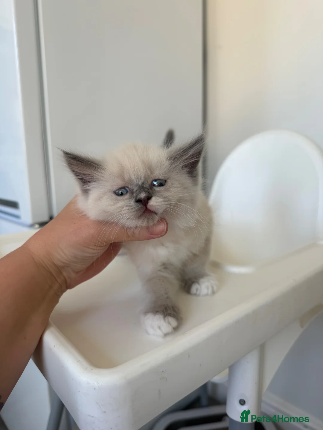 Ragdoll cats for sale: Ragdoll x kittens for sale  in Bristol - Advert 2