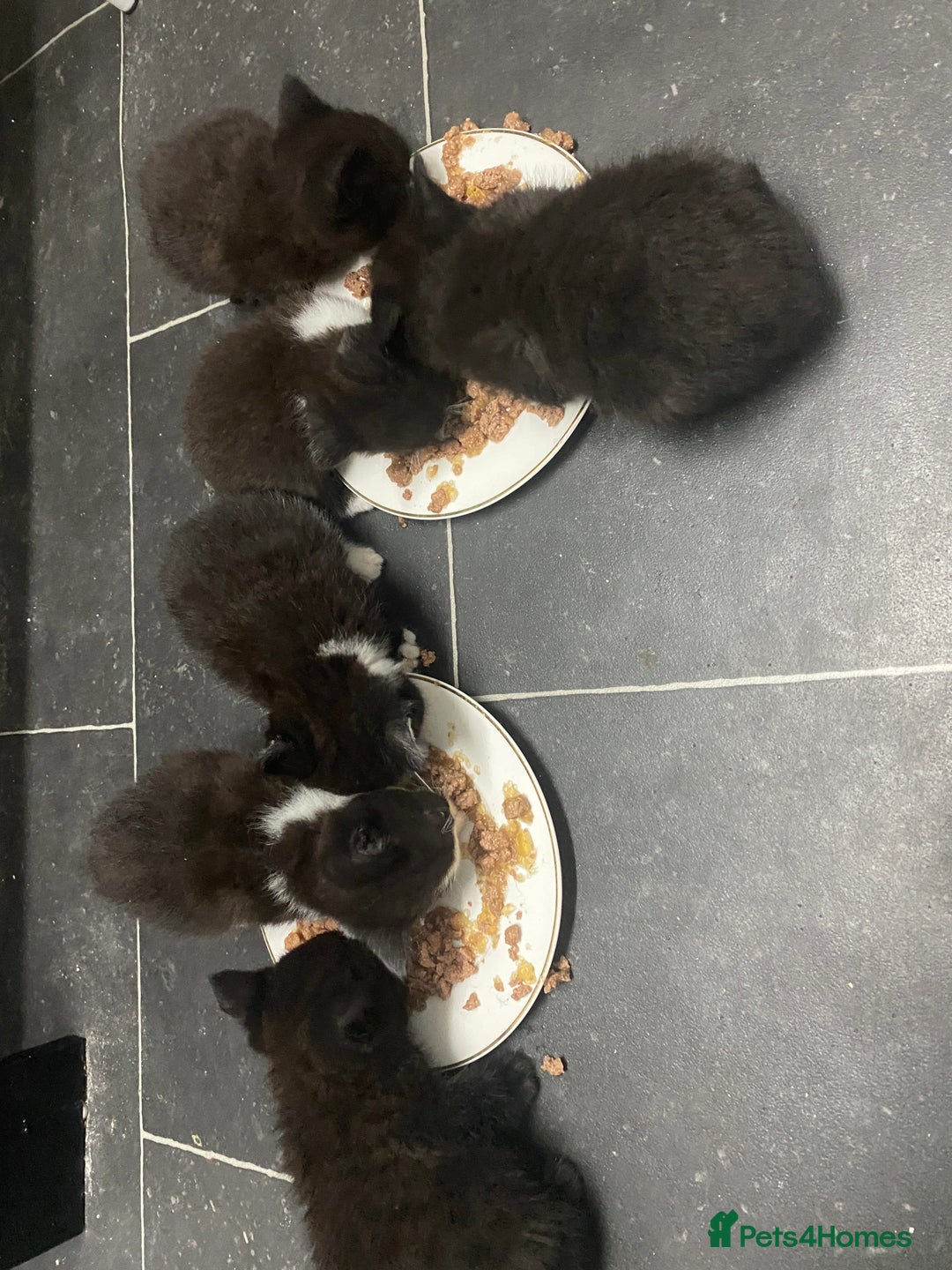 British Shorthair cats for sale: Cross half BRITISH shorthair kittens  - Advert 16