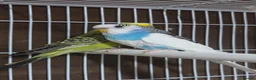 Budgerigars birds for sale: 2x Male budgies, Cage + starter pack available  - Advert 4