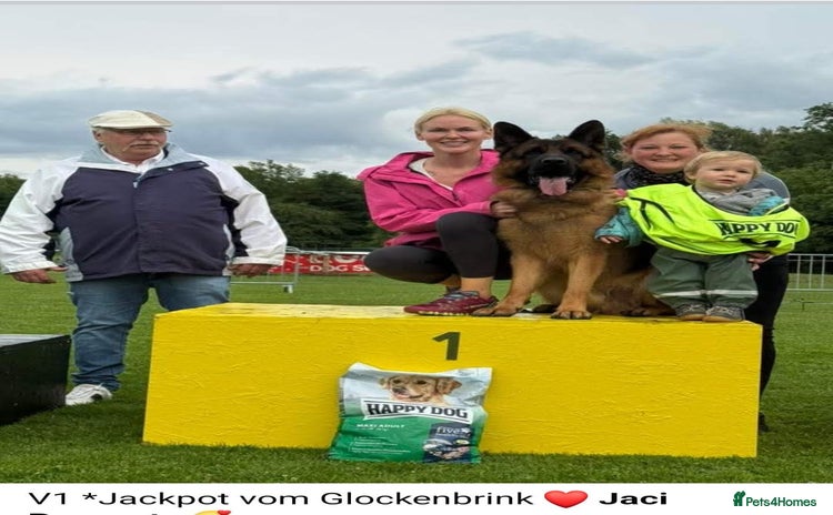 German Shepherd dogs - Advert 11