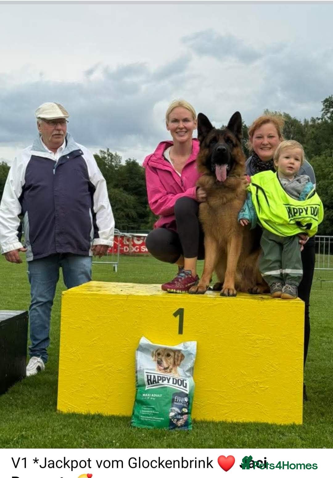 German Shepherd dogs for sale: World Class litter, Exceptional Pedigree  - Image 1
