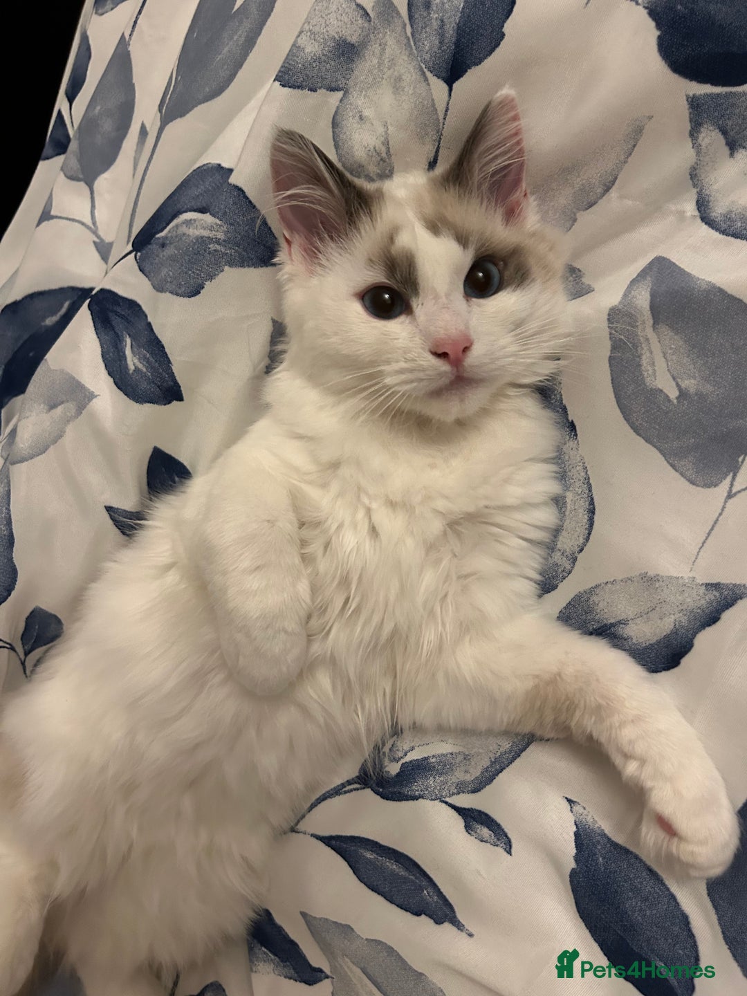 Ragdoll cats for sale: Remmi the ragdoll - Advert 1