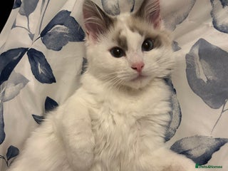 Ragdoll cats Remmi the ragdoll - Advert 1