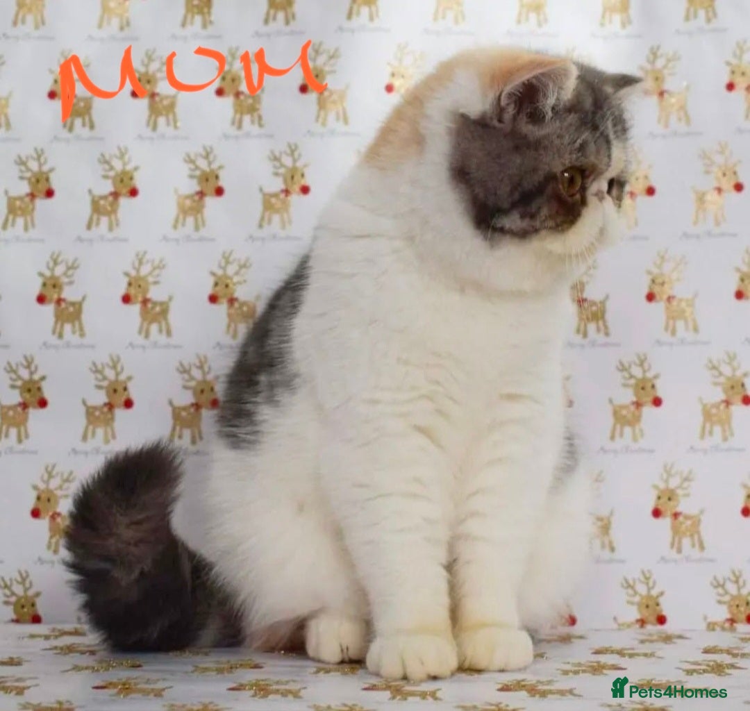 Exotic cats for sale: Chunky GCCF reg pedigree male exotic SH kitten  - Advert 16