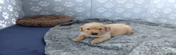 Labrador Retriever dogs for sale: Beautiful KC Registered Labrador Retreivers  - Advert 14