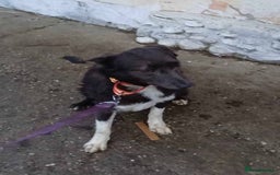 Mixed Breed dogs for adoption: Meet Moose, currently residing in Essex  - Image 8