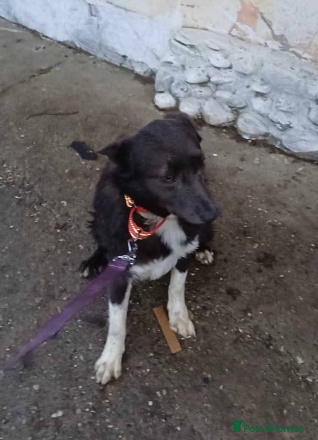 Mixed Breed dogs for adoption: Meet Moose, currently residing in Essex  - Image 8