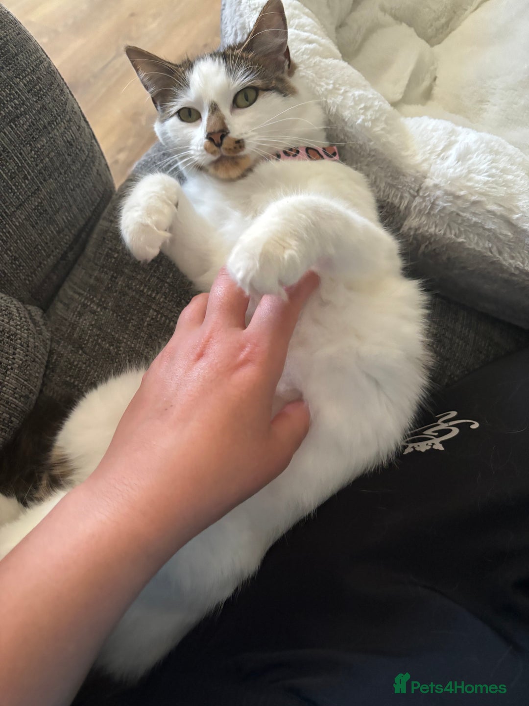 British Longhair cats for sale: Coco  - Advert 6