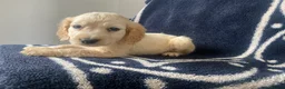 Cocker Spaniel dogs for sale: Cocker spaniel puppies  - Advert 3