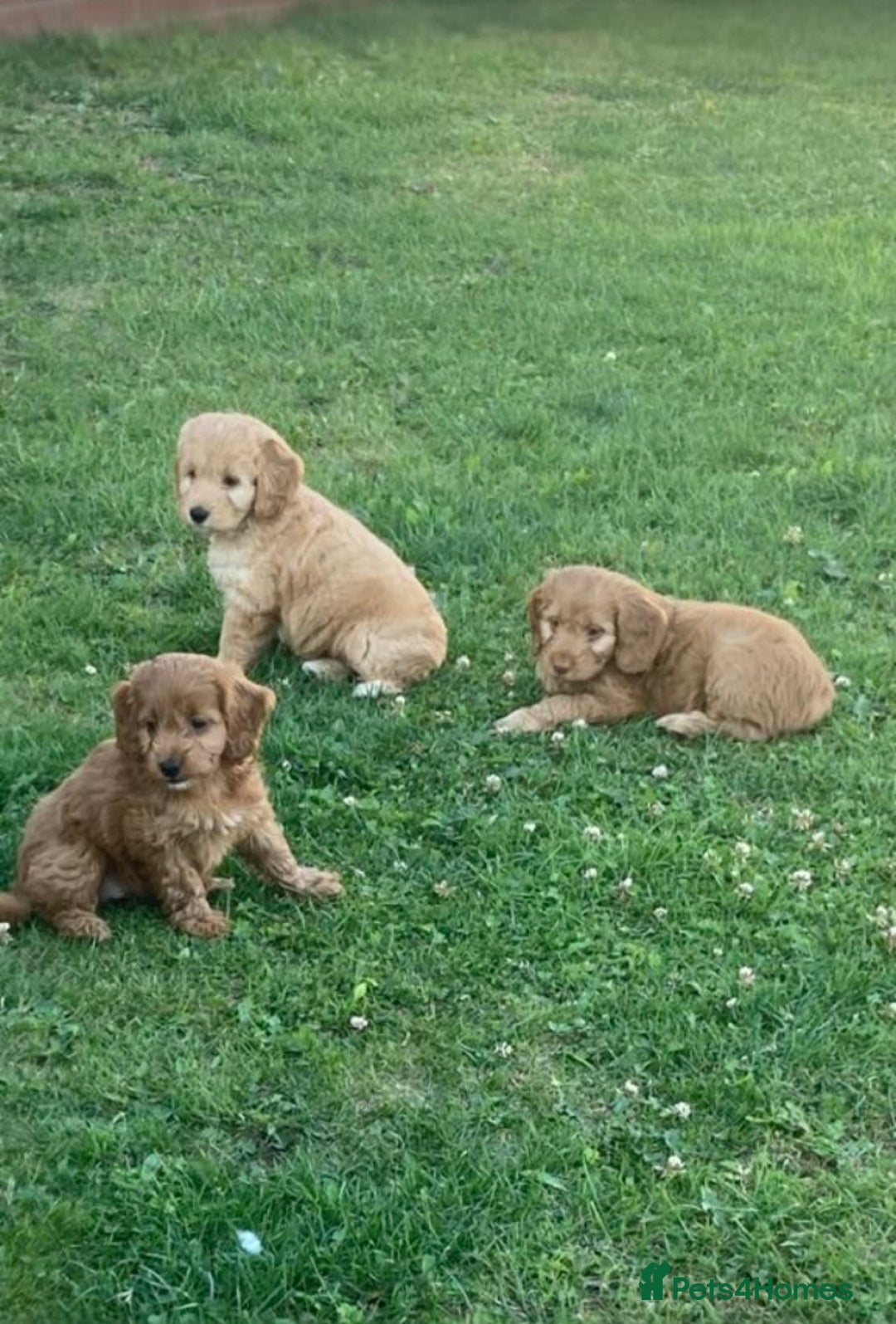 Cockapoo dogs for sale: Cockapoo puppies  - Image 15