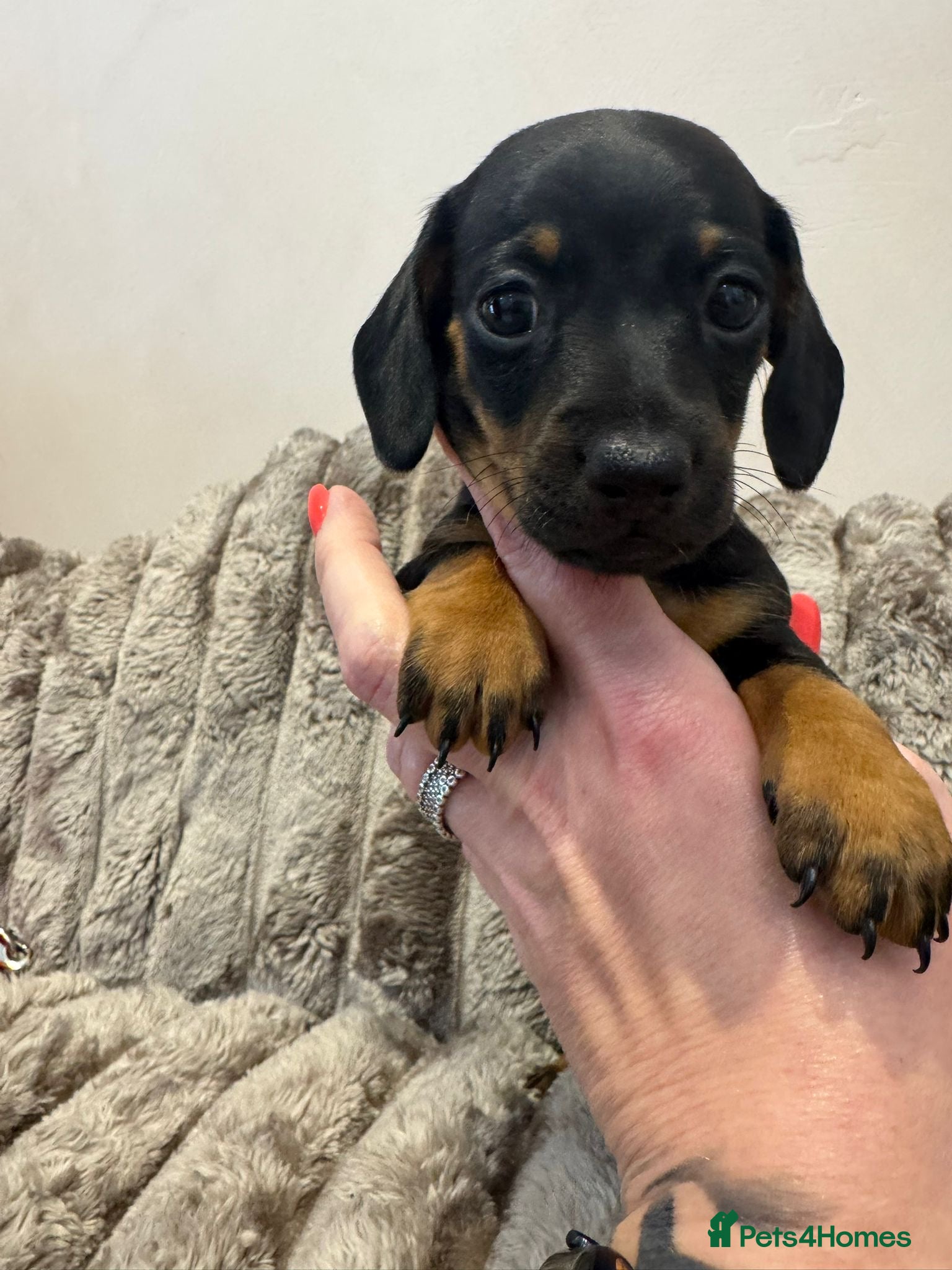 Dachshund dogs 2 stunning black n tan minis  - Advert 1