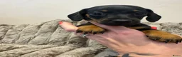 Dachshund dogs for sale: 2 stunning black n tan minis  - Advert 1