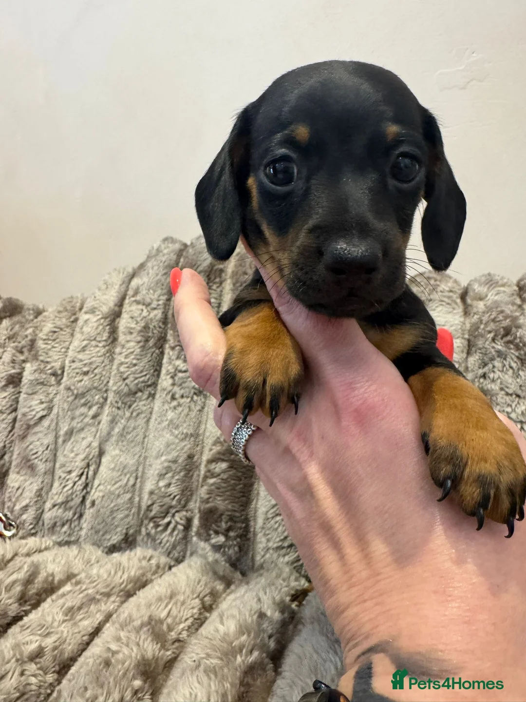 Dachshund dogs for sale: 2 stunning black n tan minis  - Advert 1