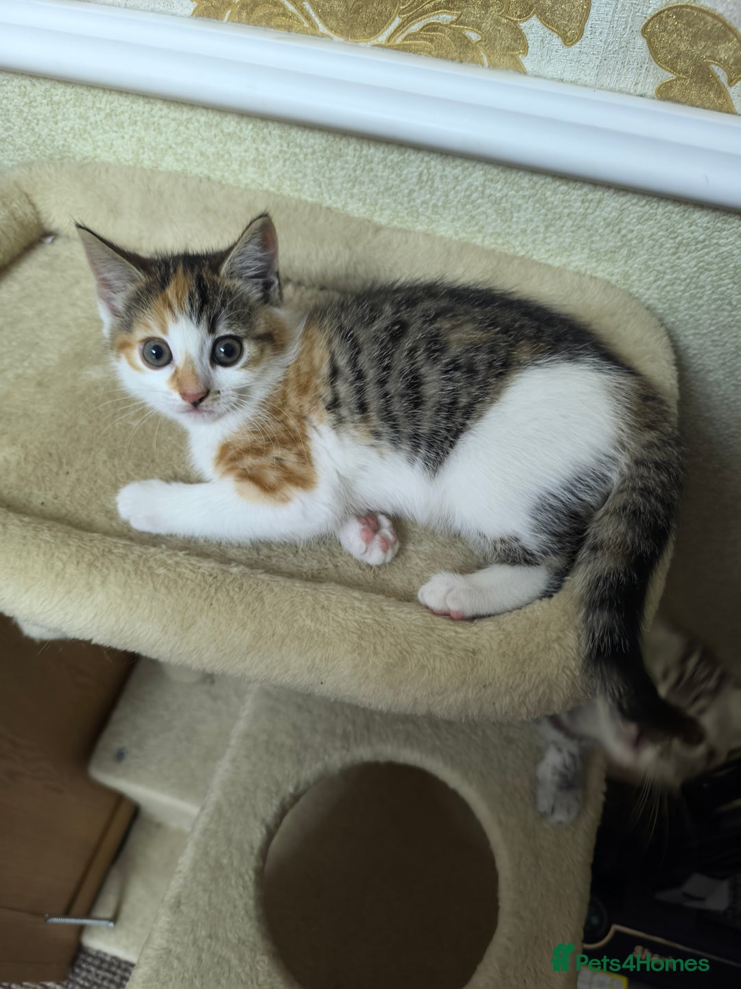 Mixed Breed cats for sale: Mixed bread kittens - Image 3