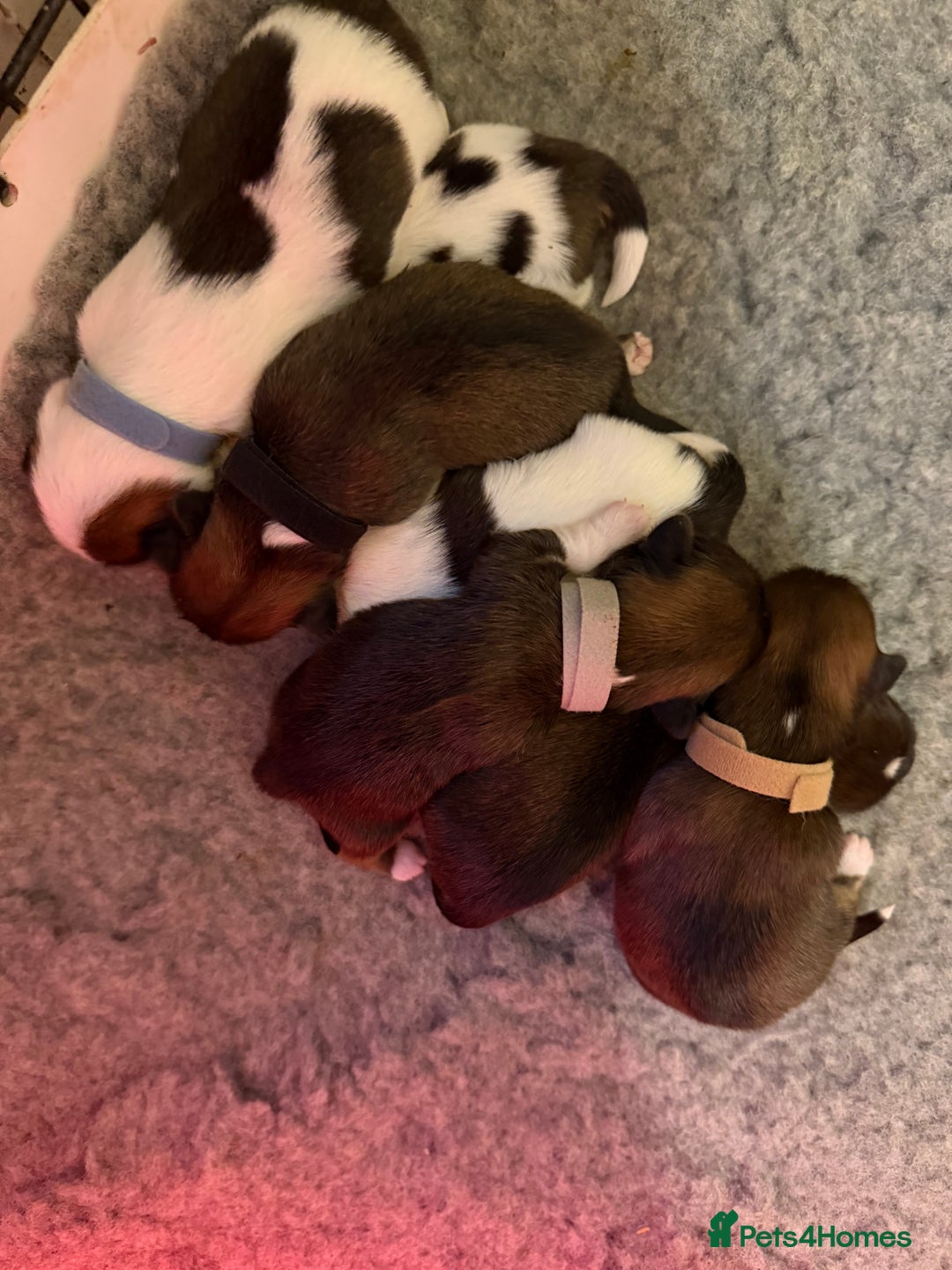 Lhasa Apso dogs for sale: RKC registered puppy boys - Advert 1