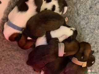 Lhasa Apso dogs RKC registered puppies - Advert 1