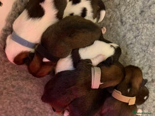 Lhasa Apso dogs RKC registered puppy boys - Advert 3