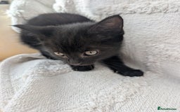 Mixed Breed cats for sale: Farm kittens  - Image 7