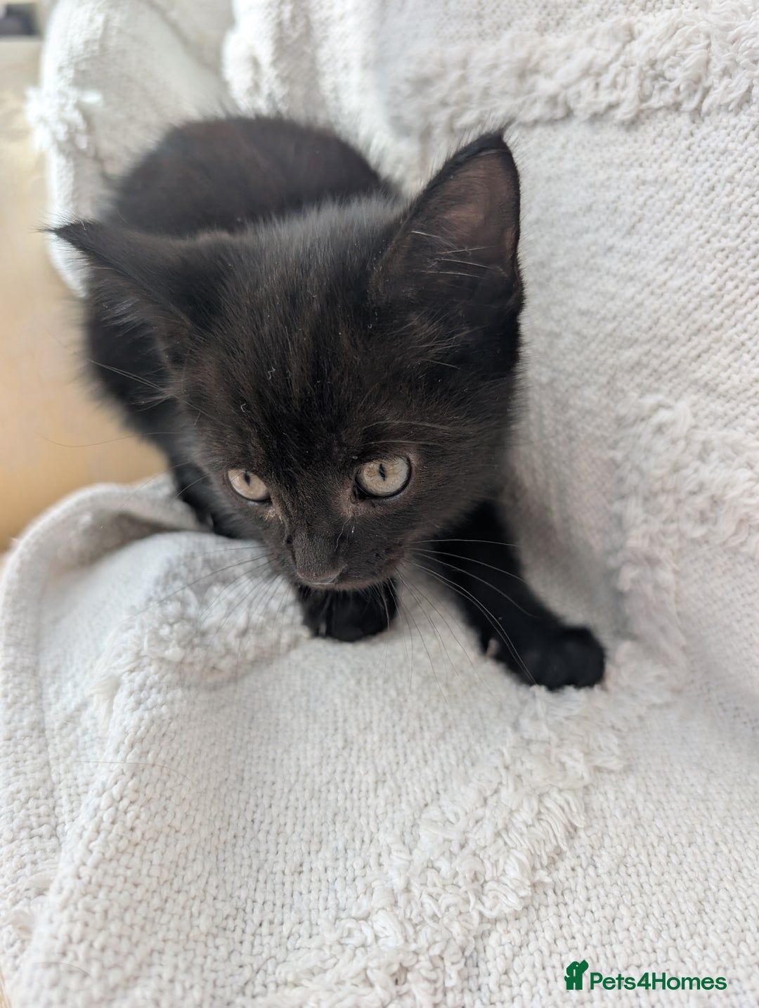 Mixed Breed cats for sale: Farm kittens  - Image 7