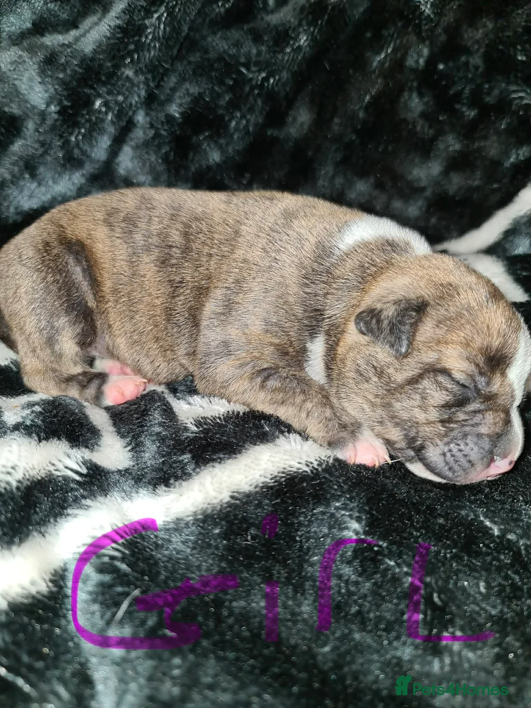 Mixed Breed dogs for sale: American bull staffy pups in Bishop Auckland - Advert 7