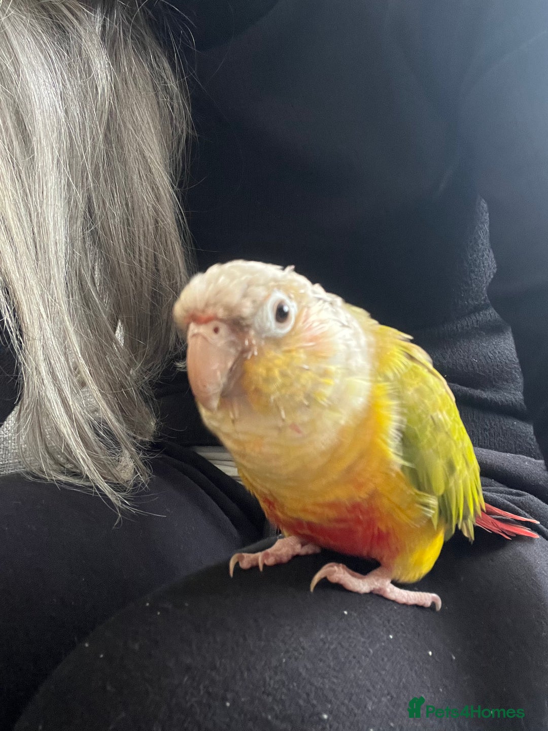 Conures birds for sale: Pineapple conure  - Image 2