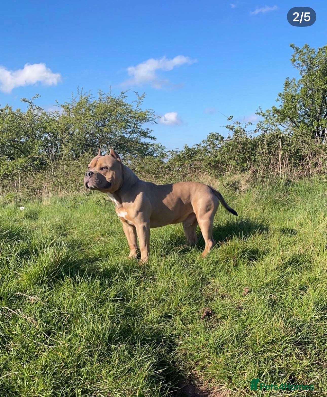 Mixed Breed dogs Pocket bully  for stud  - Advert 4
