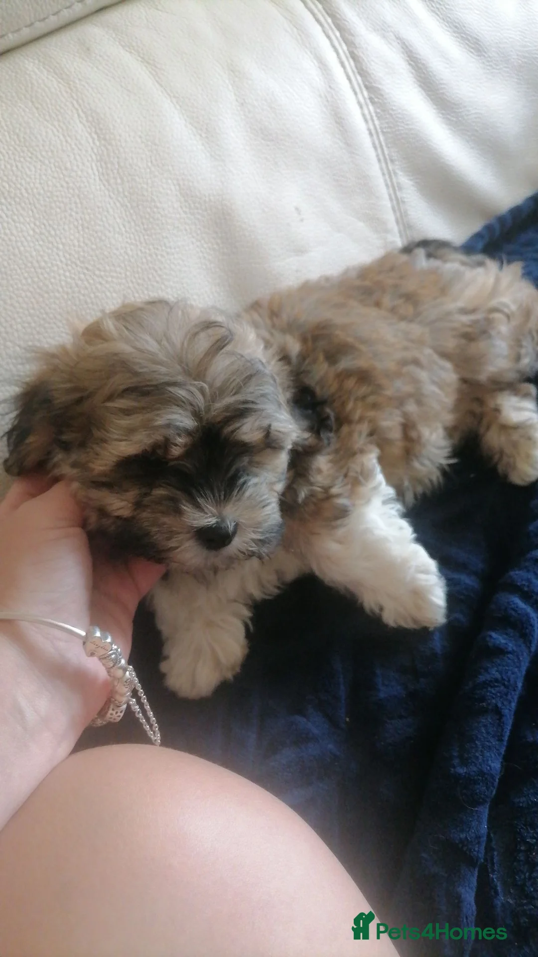 Mixed Breed dogs for sale: Malshi in Doncaster - Advert 2