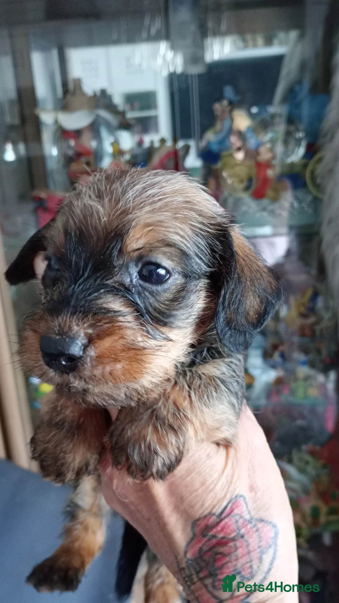 Miniature Dachshund dogs for sale: Beautiful miniature wire haired dachshund pups - Advert 1