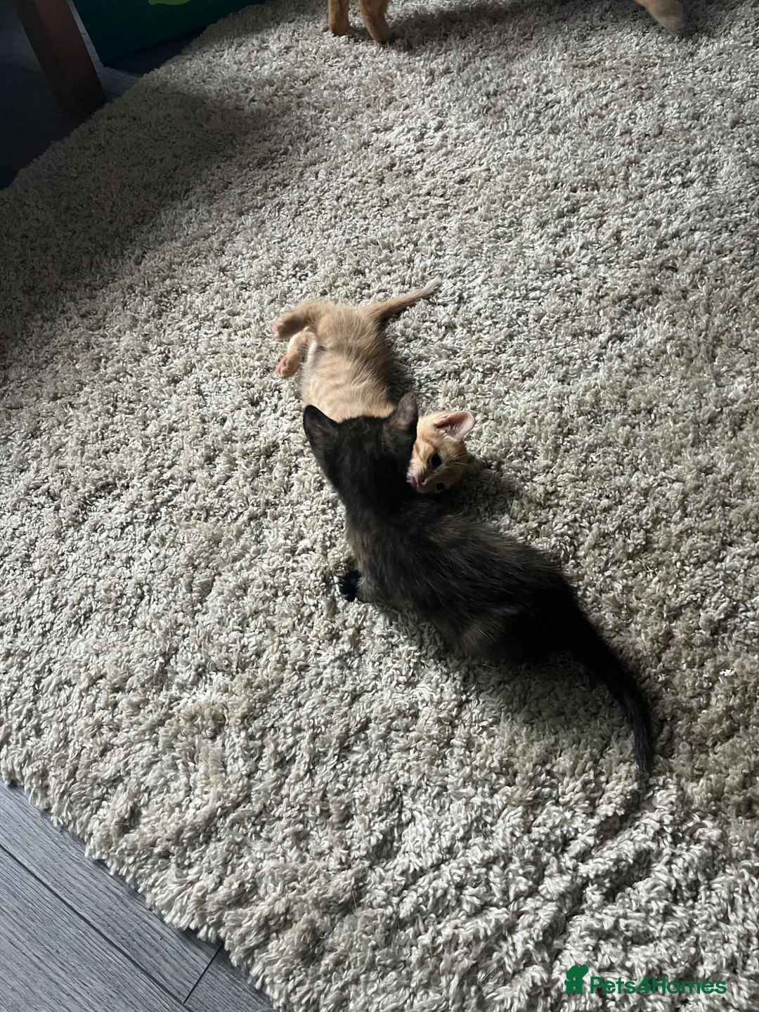 Mixed Breed cats for sale: Last little lady of litter left - Advert 2
