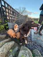 Cocker Spaniel dogs Cocker spaniel - Advert 5