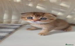Scottish Fold cats for sale: EXCLUSIVE Golden-cinnamon Show quality. Best in UK - Image 10
