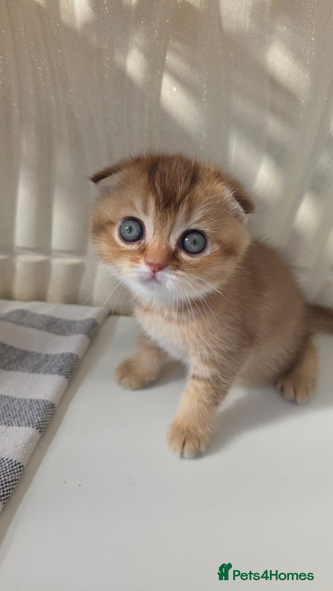 Scottish Fold cats for sale: EXCLUSIVE Golden-cinnamon Show quality. Best in UK - Image 10