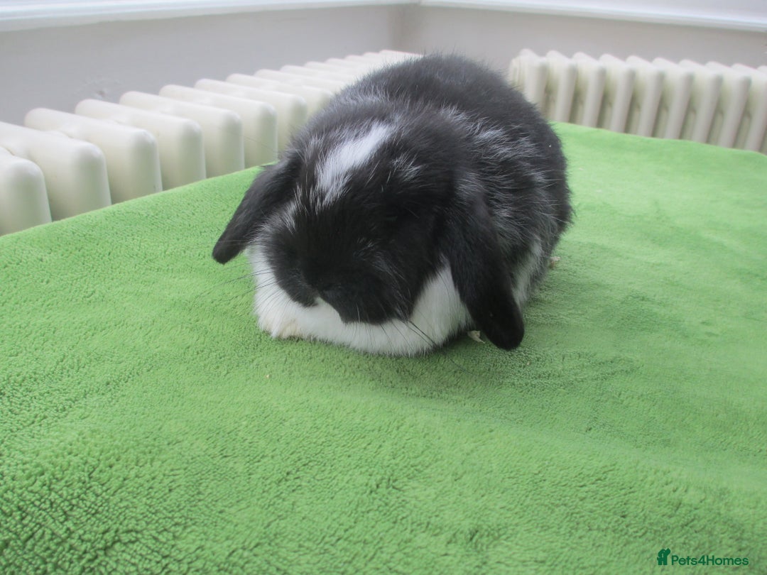Mini Lop rabbits for sale: Baby Mini Lops - Advert 8