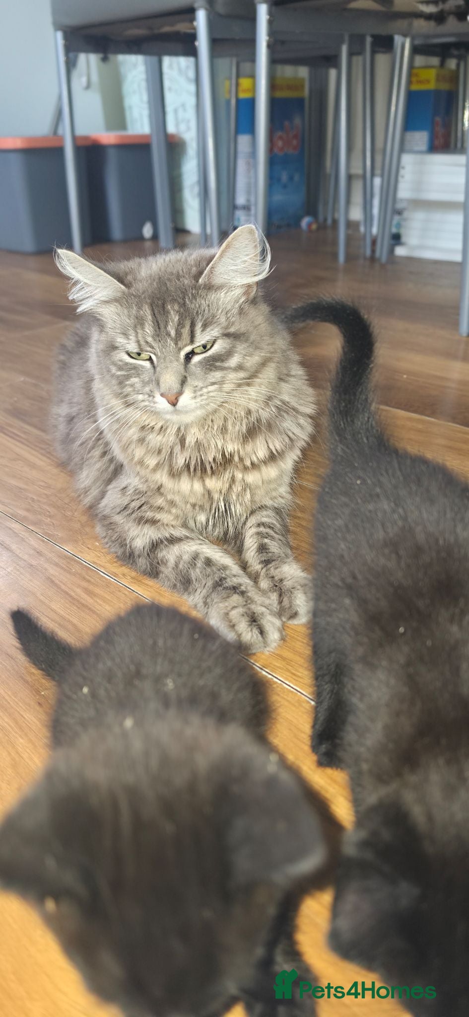 Mixed Breed cats Beautiful kittens all ready to leave just now  - Advert 3