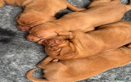 Hungarian Vizsla dogs for sale: Gorgeous KC Hungarian Vizsla puppies - Image 12