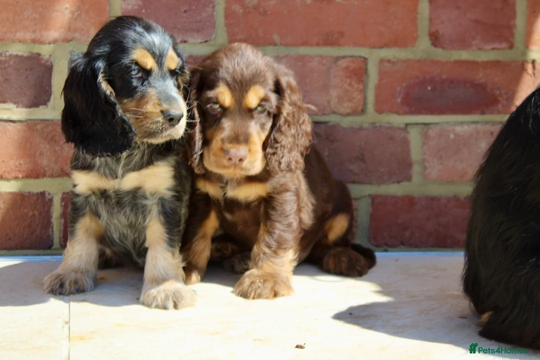 Cocker Spaniel dogs for sale: Quality Show type cocker spaniel puppies  - Advert 1
