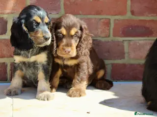 Cocker Spaniel dogs Quality Show type cocker spaniel puppies - Advert 1