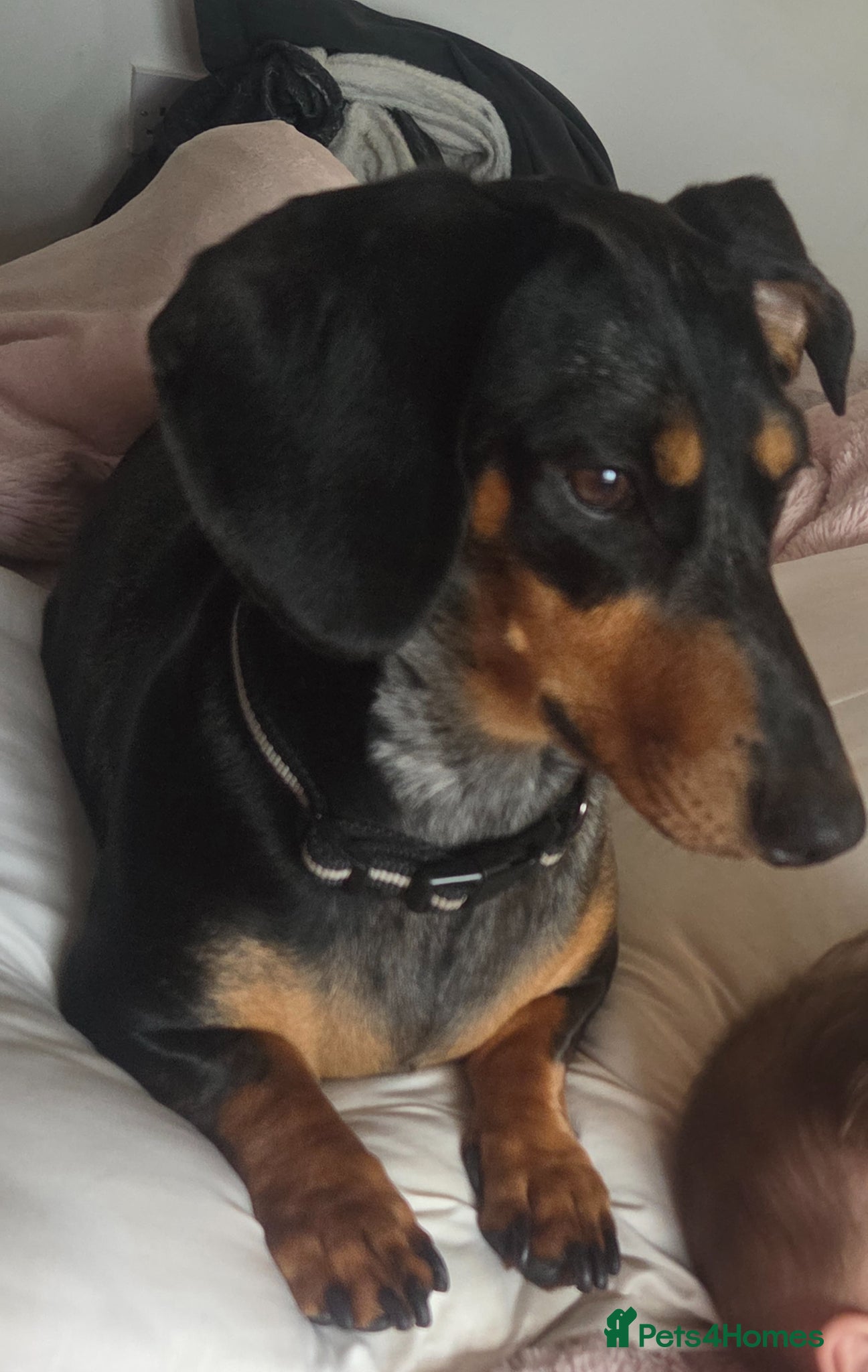 Dachshund dogs Dashaund puppies - Advert 1