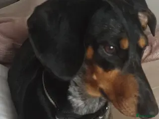 Dachshund dogs Dashaund puppies - Advert 2