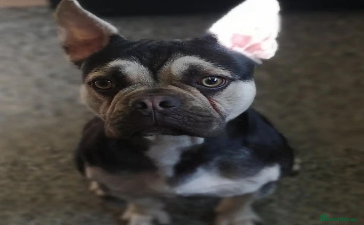 French Bulldog dogs - Advert 1
