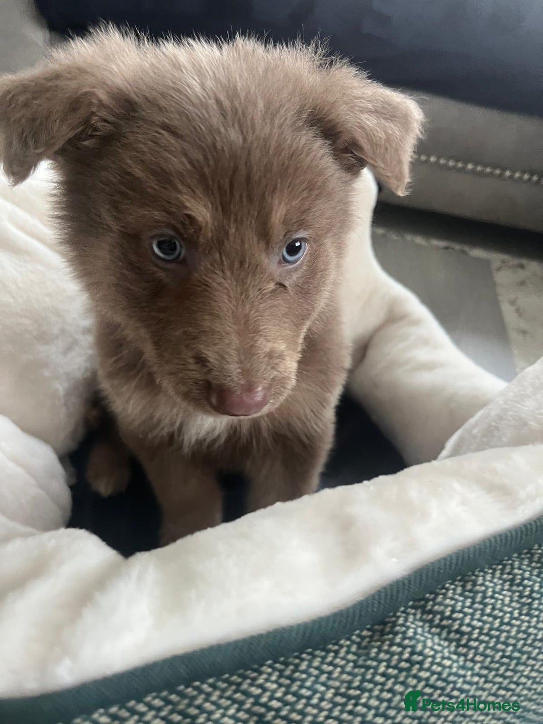 German Shepherd dogs for sale: Working KC GSD German shepherd puppies  - Advert 15