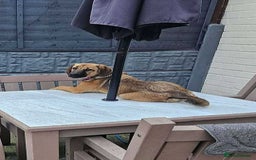 Mixed Breed dogs for adoption: BETSY-2yrs, 22kg, loves dogs/well trained/playful - Image 11