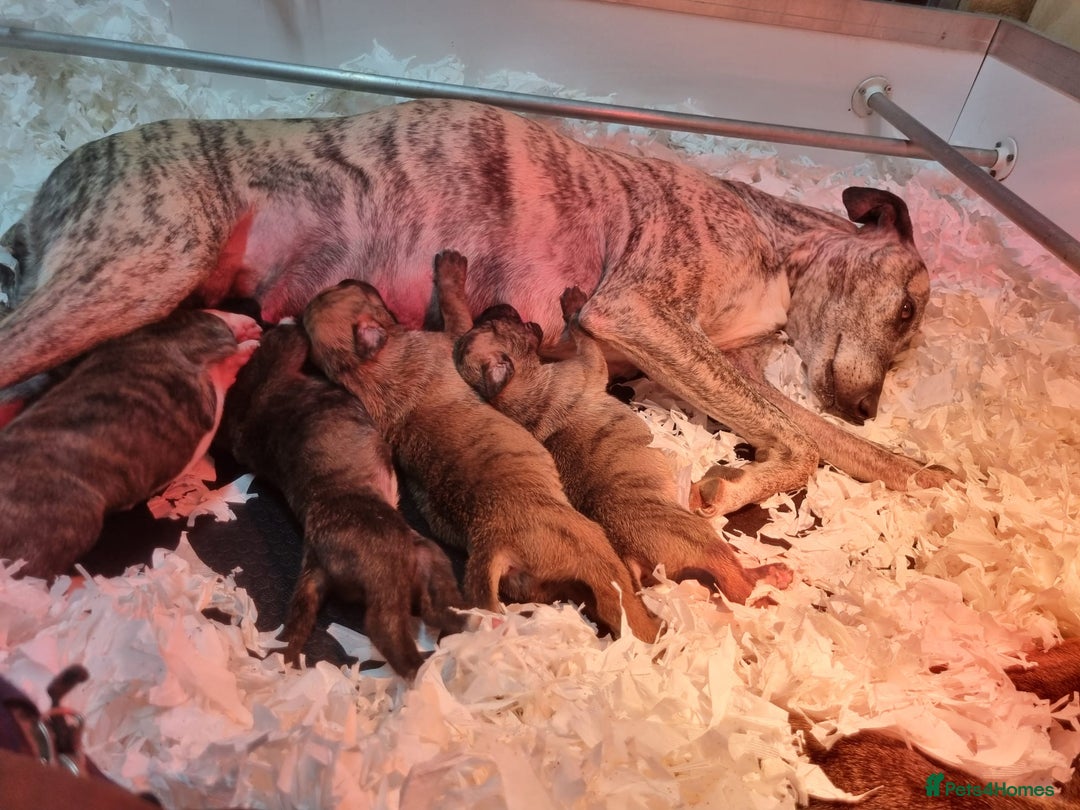 Lurcher dogs for sale: Stunning lurcher puppy’s  - Advert 2