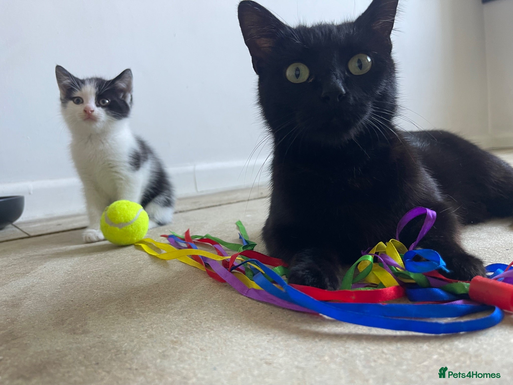 Domestic Shorthair cats Two beautifully marked male kittens - Advert 9