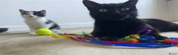Domestic Shorthair cats for sale: Two beautifully marked male kittens - Advert 1