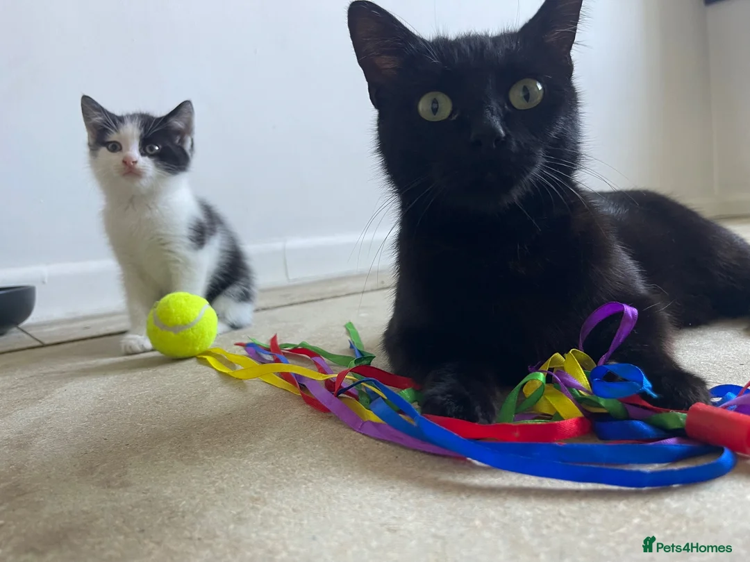 Domestic Shorthair cats for sale: Two beautifully marked male kittens - Advert 1