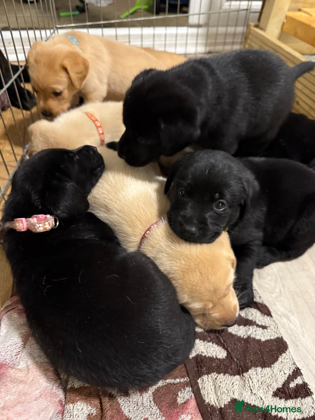 Labrador Retriever dogs for sale: 1 black boy left! ready to leave! Perfect labs! - Image 25